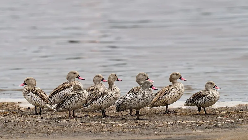 13 Days Great Migration Tanzania + Zanzibar Beach Safari - Tanzania safari gallery image